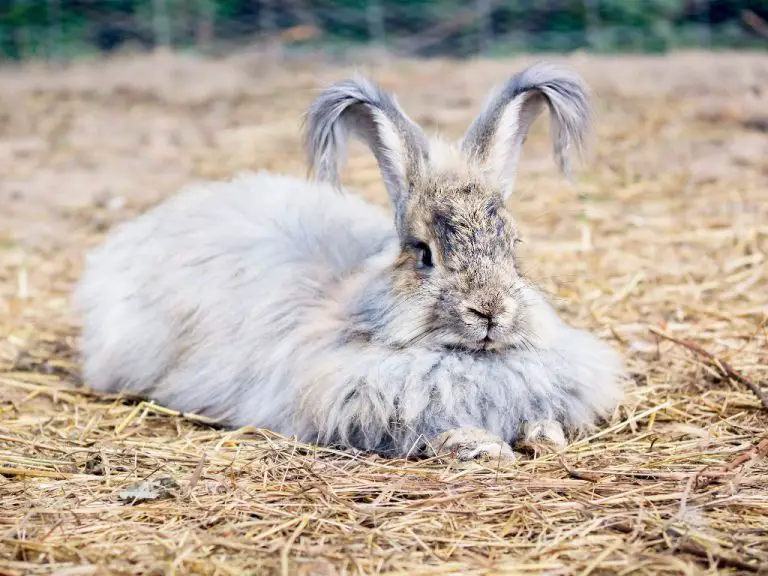 Angora Rabbit Price: Everything You Need to Know When Buying Angora Rabbits