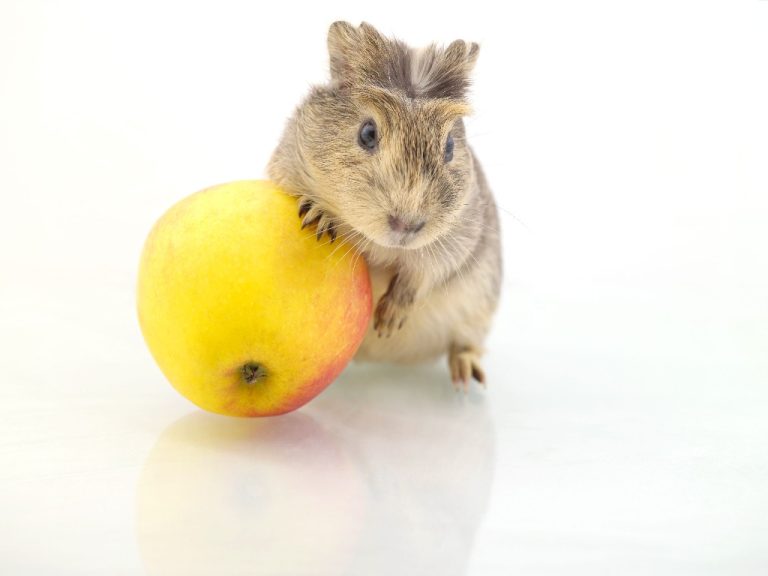 Can Guinea Pigs Eat Yogurt Foods to Give and Avoid for Your Guinea Pig
