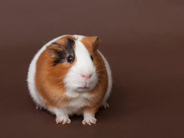 Can Guinea Pigs Get Pregnant Without a Male: How Pet Cavies Reproduce