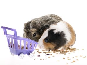 Can Guinea Pigs Have Cheese: The Dangers of Dairy Products for Pet Cavies