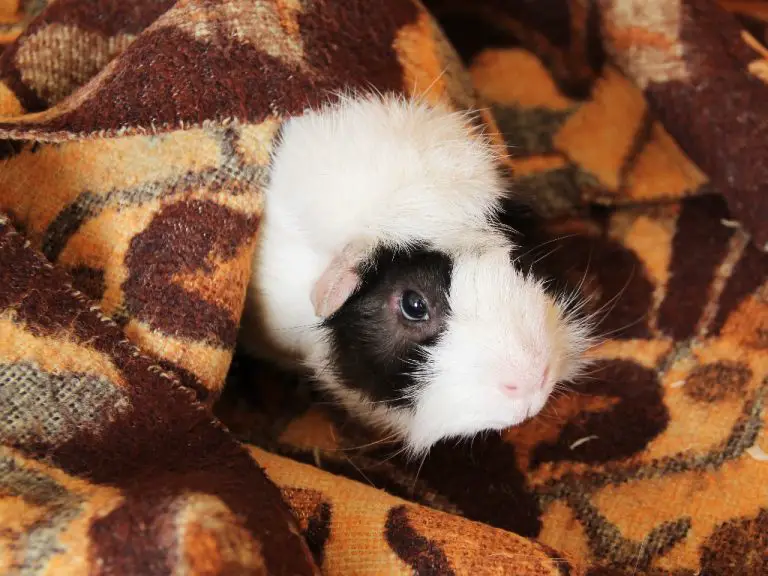 Why Do Guinea Pigs Jump And Twitch Why Do Guinea Pigs Jump and Twitch: Causes and Symptoms of Twitching in