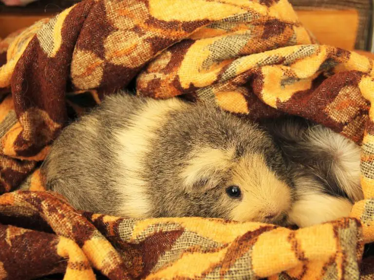 Are Guinea Pigs Cuddly Tips to Make Your Pet Cavies More Willing to