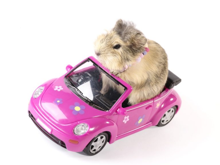 Can Guinea Pigs Travel in a Car: Reminders and Tips When Traveling With Guinea Pigs in a Car