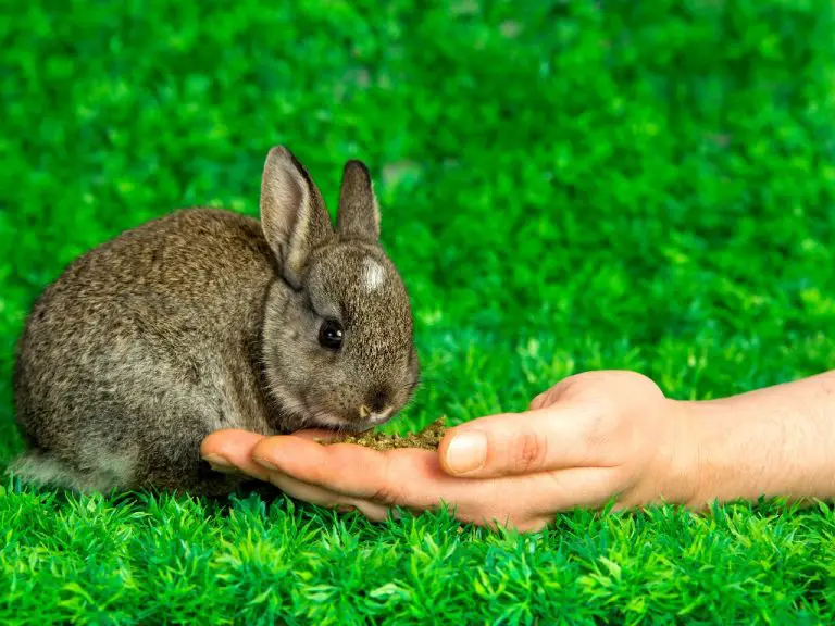 Can Rabbits Eat Quaker Oats: The Pros and Cons of Feeding Oats to Rabbits