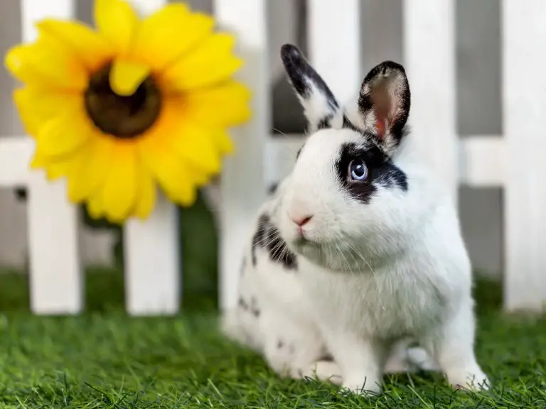 Can Rabbits Jump Over Fences: Fences and Rabbit’s Jumping Ability