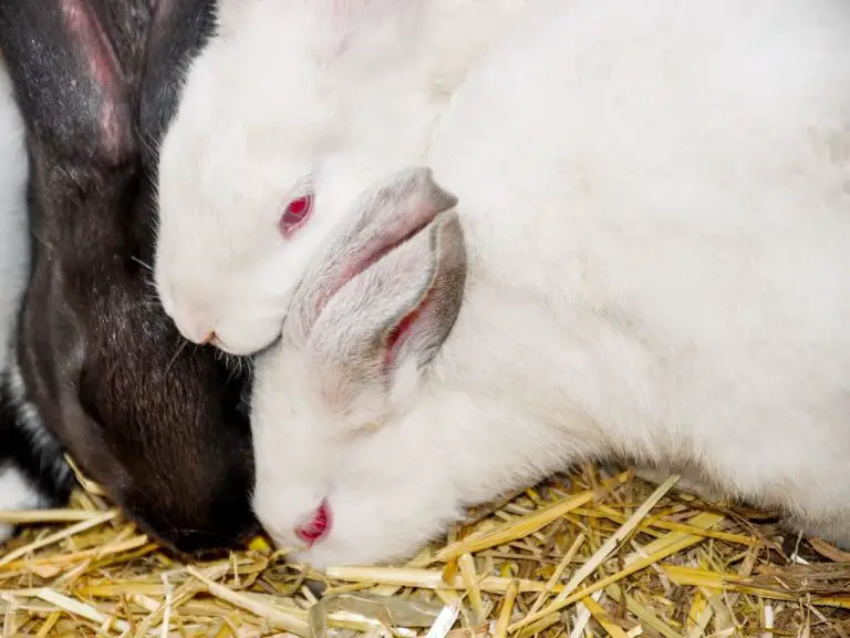 How Many Rabbits Can a Rabbit Have in a Year: What You Need to Know About Rabbit Reproduction