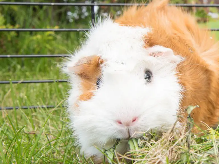 What Do Guinea Pigs Need in Their Cage: Things You Need to Prepare