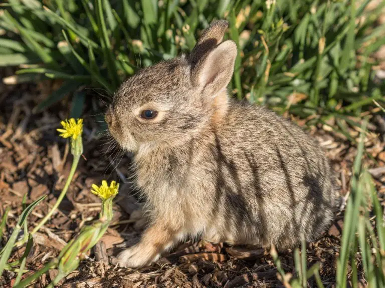 Can Rabbits Overheat Signs of Rabbits Overheating and How to Deal With It