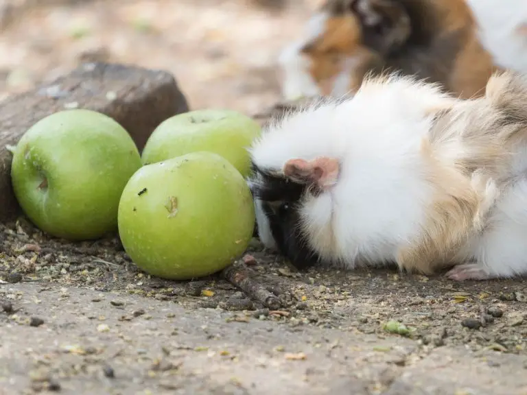 Can Guinea Pigs Have Apples A Guide to Safely Feeding Apples to Your