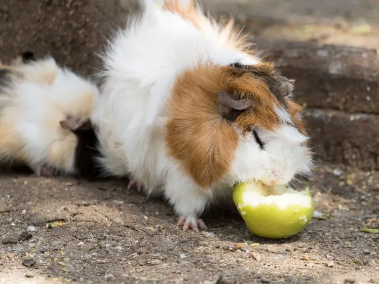 Can Guinea Pigs Have Apples A Guide to Safely Feeding Apples to Your
