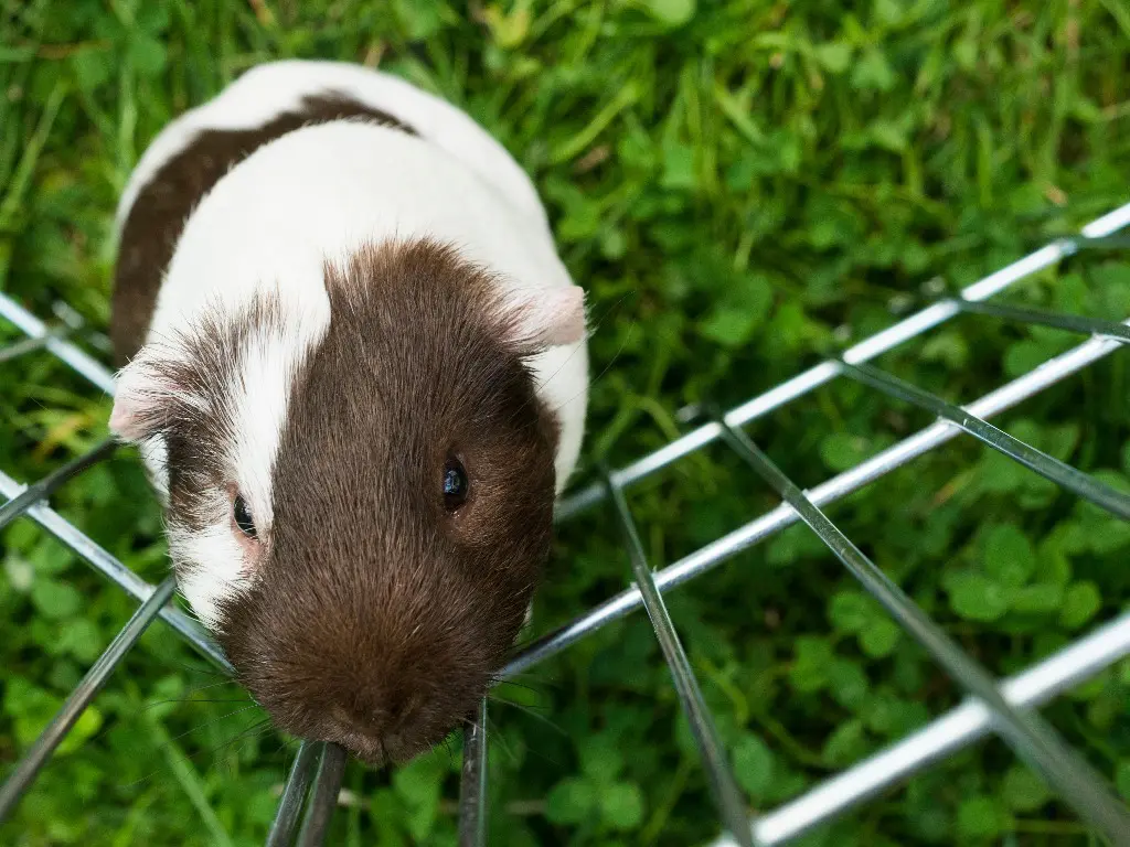 Do Guinea Pigs and Hamsters Get Along Similarities and Differences