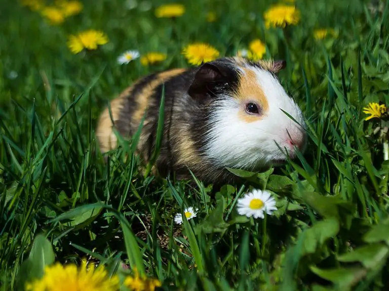Where Are Guinea Pigs Found in the Wild: Understanding Wild Guinea Pigs