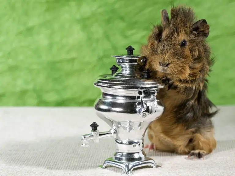 Can Guinea Pigs Eat Yogurt: Foods to Give and Avoid for Your Guinea Pig