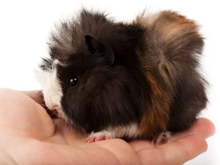 Are Guinea Pigs Born With Fur: Everything You Need to Know About Pet Cavy Fur