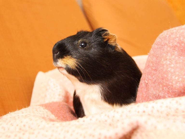 Why Do Guinea Pigs Chatter Their Teeth: Understanding Guinea Pig’s Noises