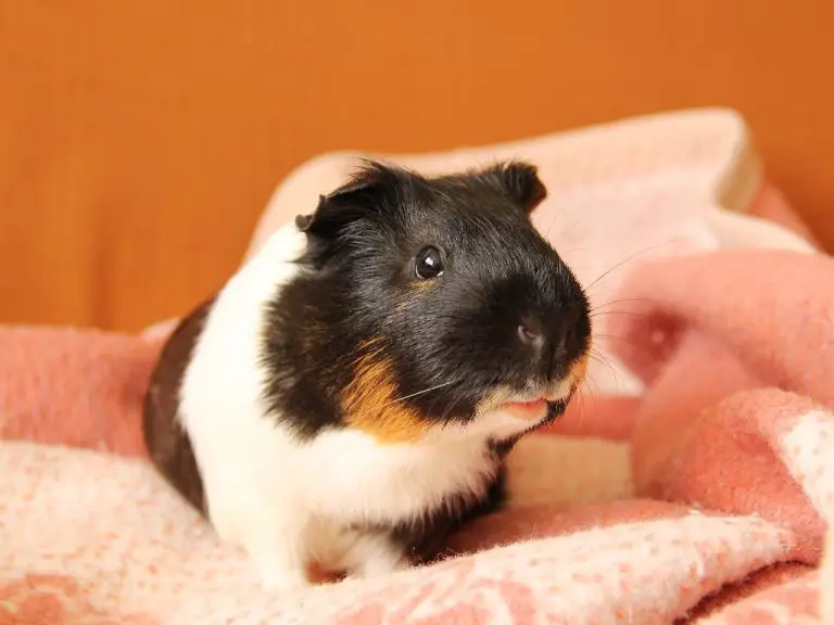 Do Guinea Pigs Have Eyelids: Understanding How Your Pet Cavy’s Eyelids Work