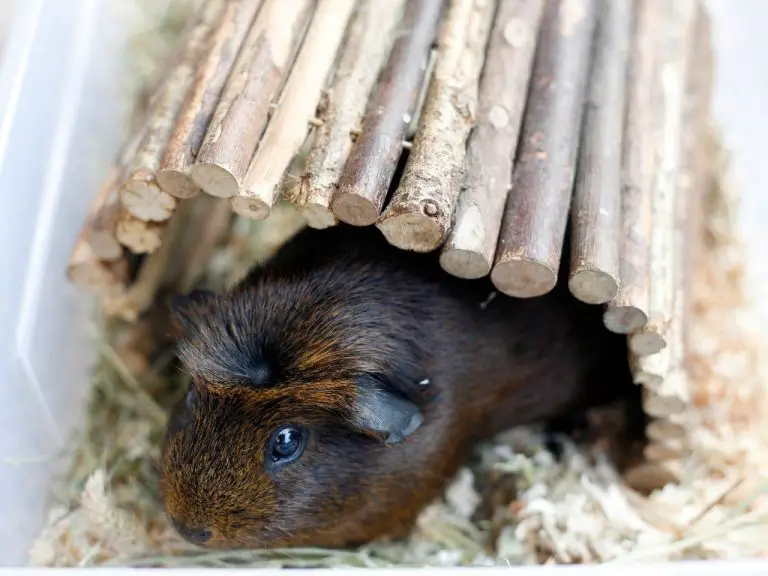 Are Guinea Pigs Wild The Origin of Pet Cavies DiscoveryNatures