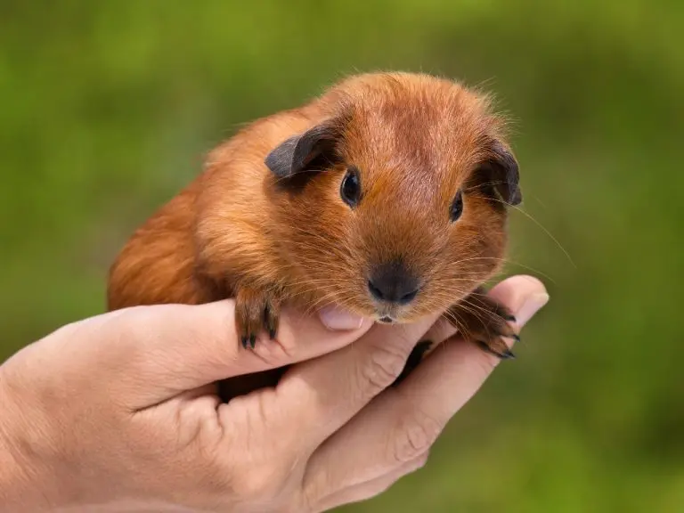 What Make Guinea Pigs Happy: Tips to Make Your Guinea Pig Happy