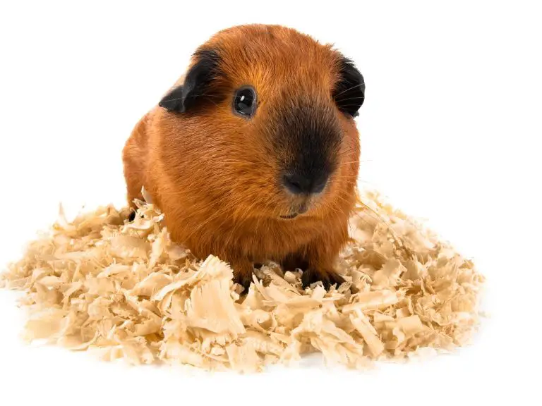 Can Guinea Pigs Use Aspen Bedding: Advantages, Disadvantages, and Safety of Aspen Bedding