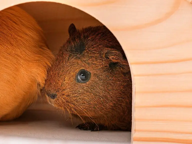 Can Guinea Pigs See Color What You Need to Know About Guinea Pigs