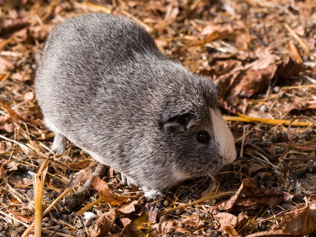 Do Guinea Pigs Die Easily: Common Causes of Cavy Death and What You Can
