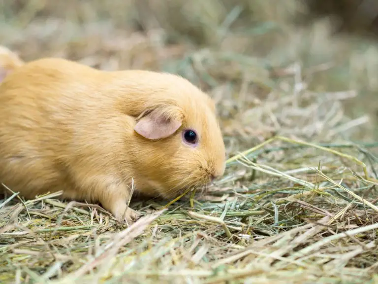 Do Guinea Pigs Need Hay: The Complete Guide to Feeding Hay for Guinea Pigs