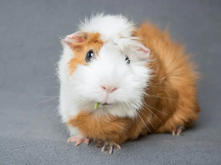Can Guinea Pigs Eat Ice Cream: Foods to Avoid Adding to Your Guinea Pig’s Diet