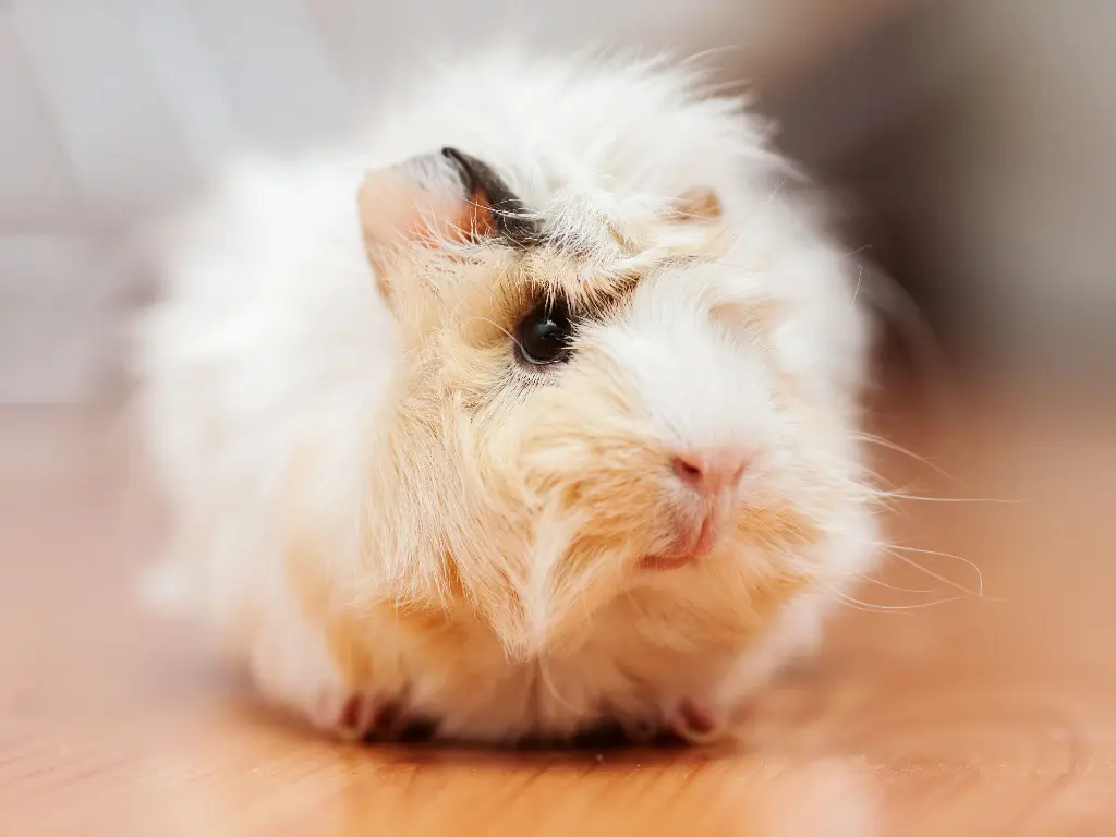 Are Guinea Pig Smart The Intelligence Level of Pet Cavies