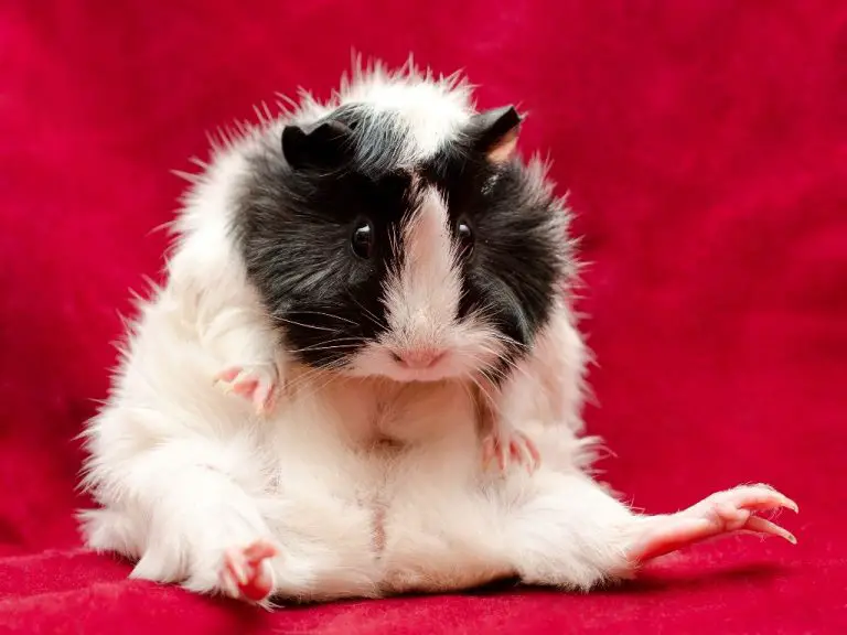 Do Guinea Pigs Like to Cuddle: Building Bond With Your Guinea Pigs