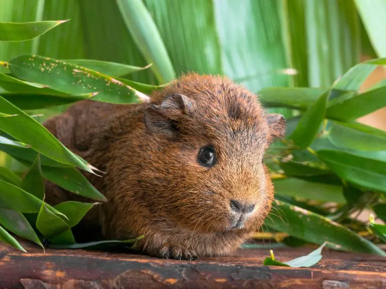 Can Guinea Pigs See Color: What You Need to Know About Guinea Pigs’ Vision