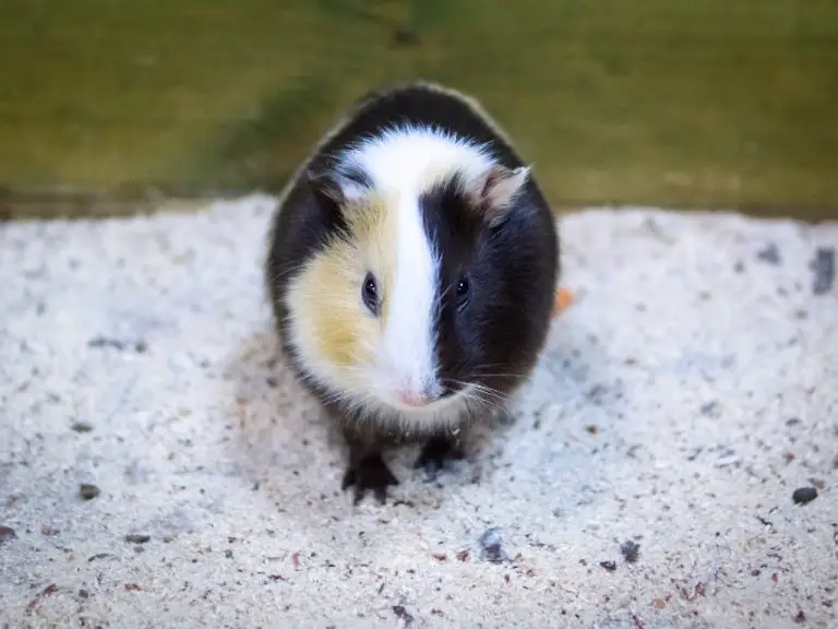 Do Guinea Pigs Miss Their Owners: Signs and Tips to Make Your Guinea Pigs Recognize You