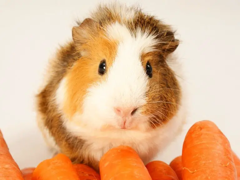 Do Guinea Pigs Eat Carrots: Benefits and Risks Carrots to Your Guinea Pig’s Diet
