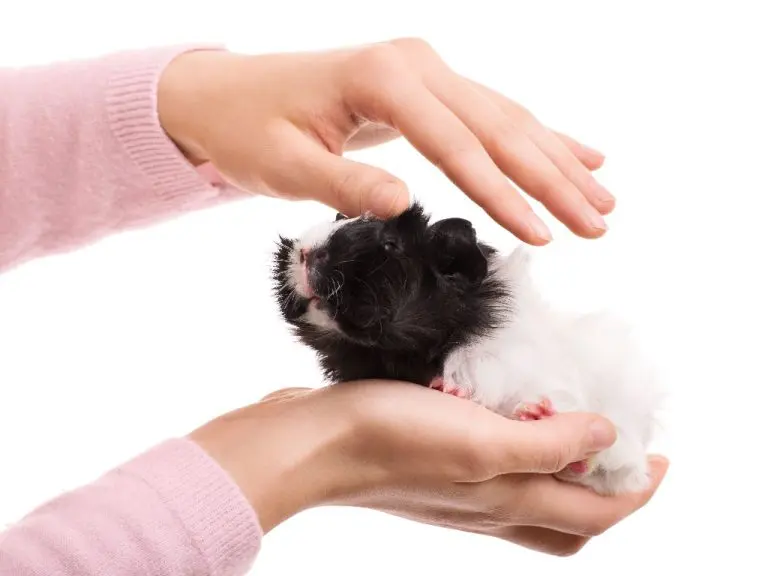 Where Do Guinea Pigs Like to Be Pet: A Guide to Properly Petting This Cute Rodent