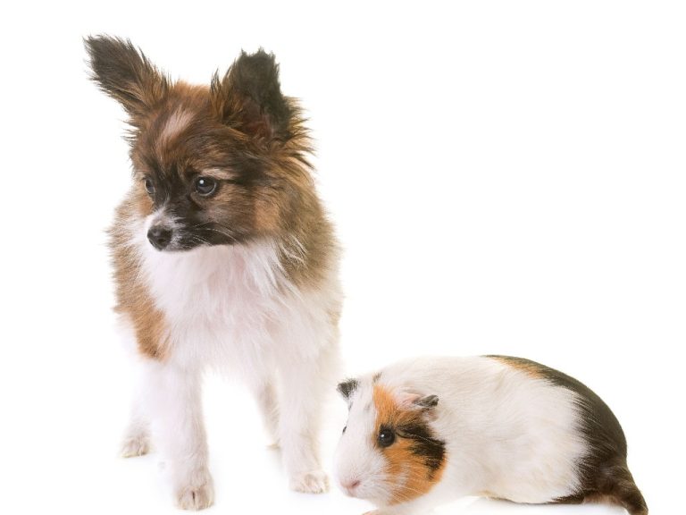Do Guinea Pigs and Dogs Get Along: Guinea Pigs and Dogs As Companions