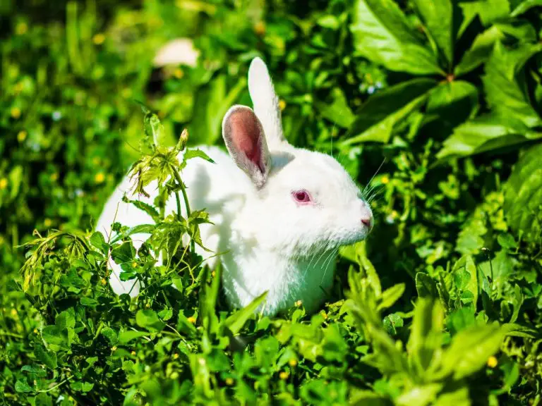 Do Angora Rabbits Like to Be Held: Reasons to Love and Hate Angora Rabbits as Pets