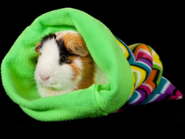 Do Guinea Pigs Hibernate: Guinea Pig’s Winter Behavior