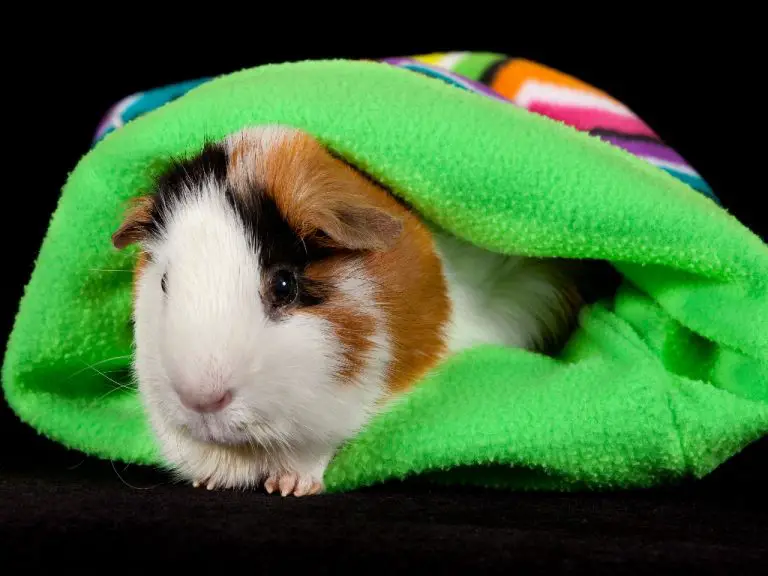 Does Guinea Pigs Sleep: Get to Know Guinea Pigs’ Sleeping Habits