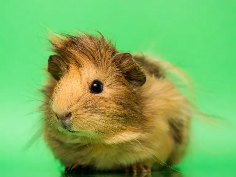 How Long Guinea Pigs Are Pregnant for: Know About Your Guinea Pig’s Pregnancy