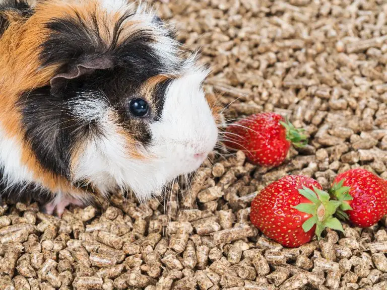 Can Guinea Pigs Have Strawberries: Benefits and Risks of Strawberries to Your Guinea Pig’s Diet
