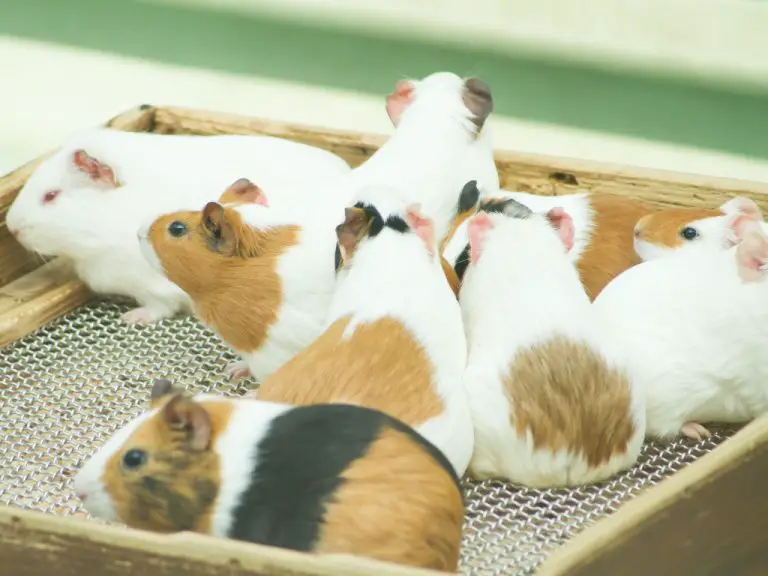 Do Guinea Pigs Attract Mice: What Attracts Rats and How to Get Rid of Them
