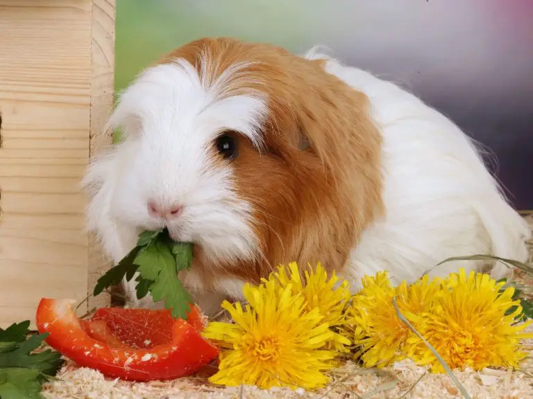 Can Guinea Pigs Have Tomatoes: Benefits and Risks of Feeding Tomatoes to Guinea Pigs