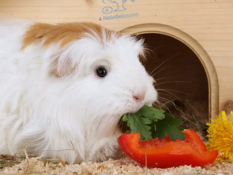 Can Guinea Pigs Love You: Signs and Tips to Make Your Guinea Pig Love You