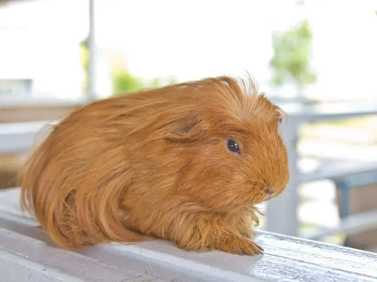 Are Guinea Pigs Smelly: Causes and Prevention of Smelly Odor