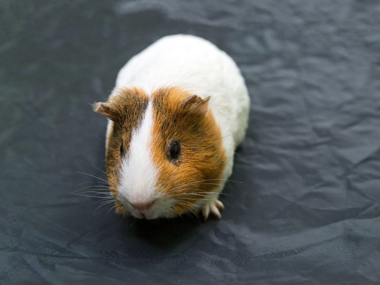 Do Guinea Pigs Live in the Wild: Facts About Guinea Pigs