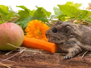 Can Guinea Pigs Have Apples: A Guide to Safely Feeding Apples to Your