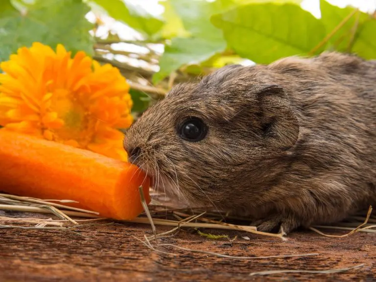 Can Guinea Pigs Eat Vegetables: The Importance of Veggies for Cavies and the Best Ones for Them