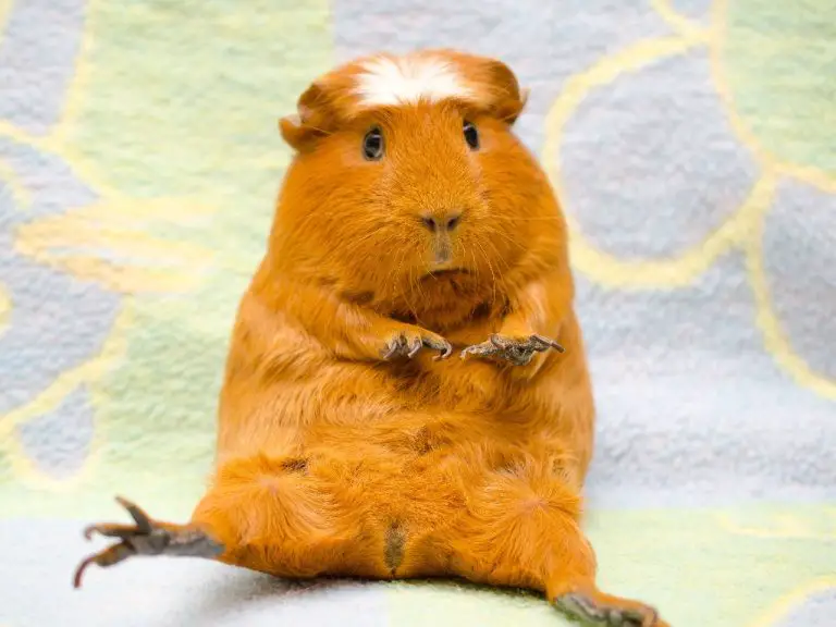 Why Do Guinea Pigs Wheek: Sounds That Guinea Pigs Make