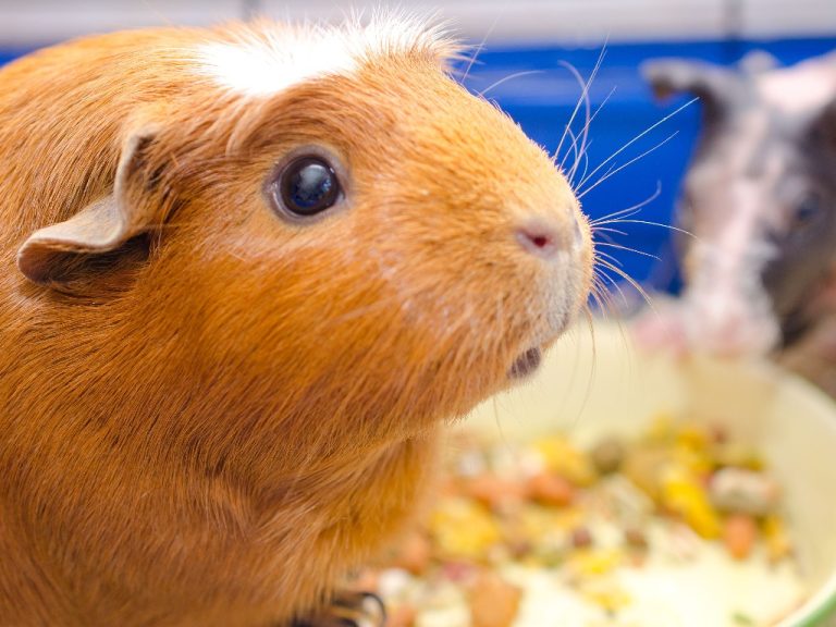 Why Do Guinea Pigs Wheek Sounds That Guinea Pigs Make DiscoveryNatures