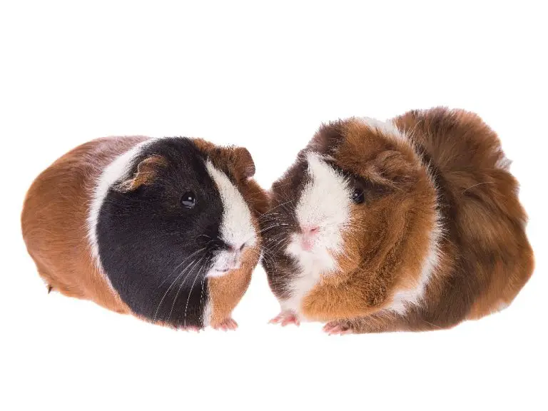 Are Guinea Pigs Related to Pigs: Why These Pet Cavies Are Named So