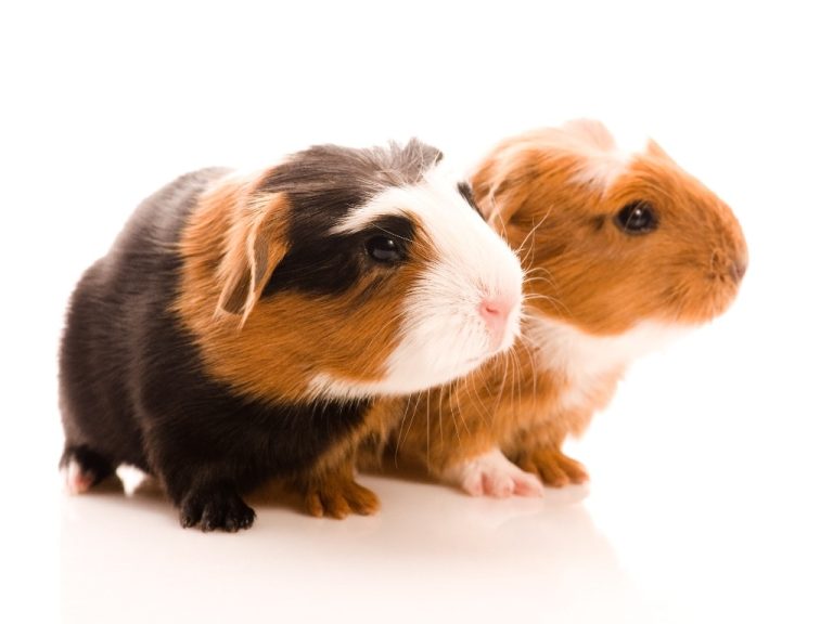 Guinea Pig: Facts About This Adorable Rodent